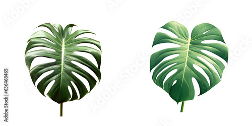 Monstera deliciosa appears beautiful against transparent background