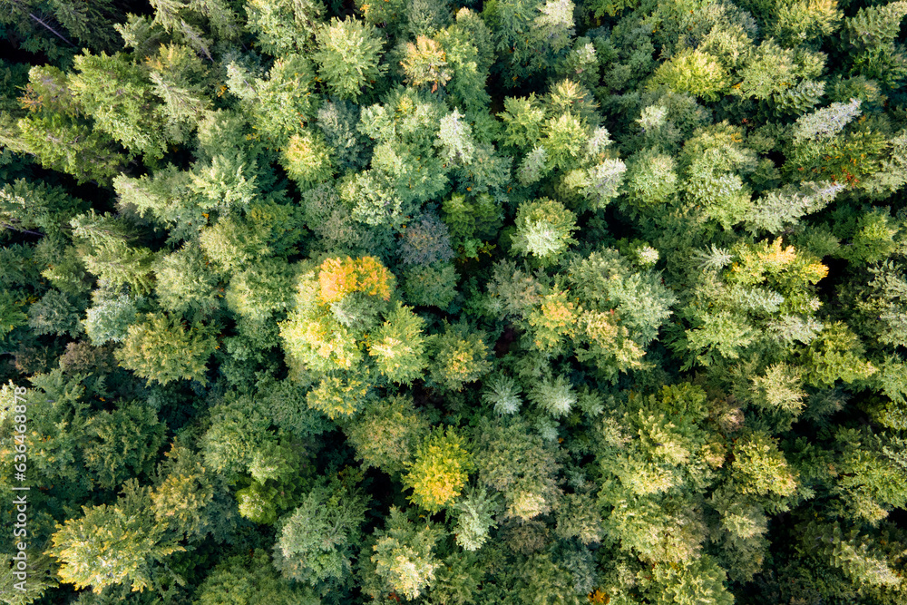 Aerial view of green pine forest with dark spruce trees. Nothern woodland scenery from above Aerial view of green pine forest with dark spruce trees. Nothern woodland scenery from above