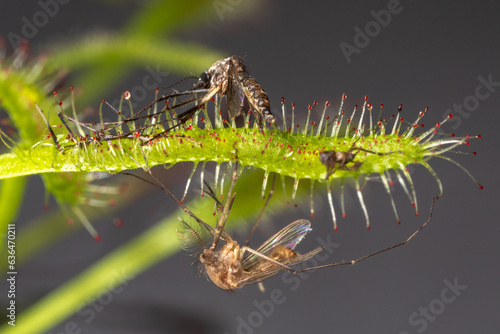 Carnivorous plant Drosera capensis, known as Cape sundew in selective focus. photo