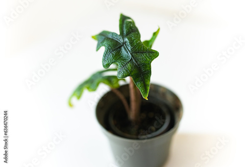 little alocasia jacklyn plant in a pot photo