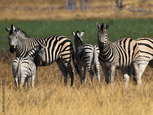 Fototapeta Naklejka Na Ścianę i Meble -  Herd of Zebras