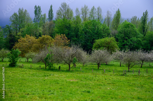 Apple tree orchards in Asturias, spring white blossom of apple trees, production of famous cider in Asturias, Comarca de la Sidra region, Spain photo