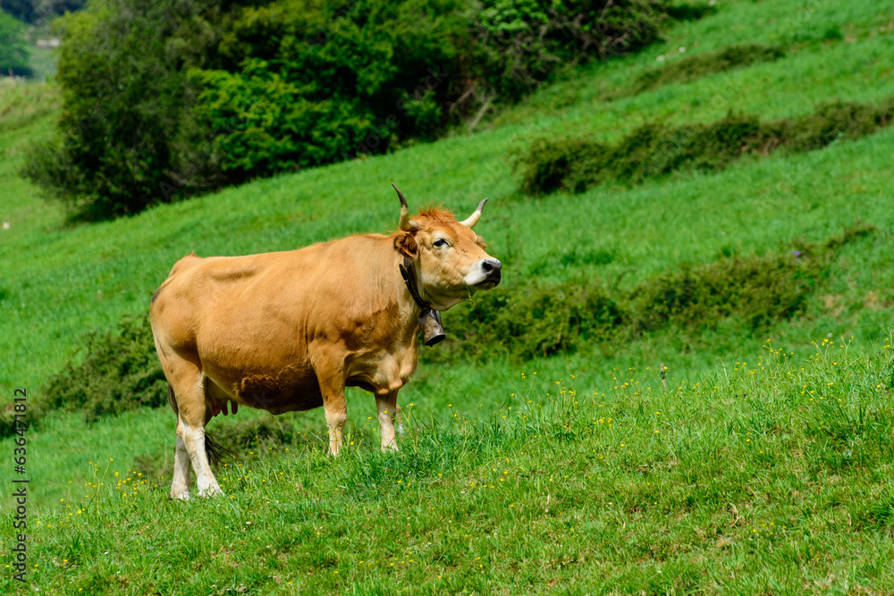 Brown Asturian cows, livestock with little calfs on green grass pasture, Picos de Europe, Los Arenas, Asturias, Spain