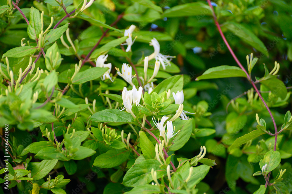 Botanical collection of medicinal and climbing plants, Jasminum officinale, jasmine plant in blossom Botanical collection of medicinal and climbing plants, Jasminum officinale, jasmine plant in blossom