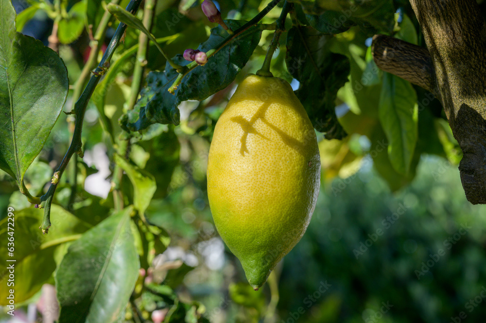 Ripe yellow lemons hanging on a tree in Asturias, North of Spain with the leaves in the garden Ripe yellow lemons hanging on a tree in Asturias, North of Spain with the leaves in the garden