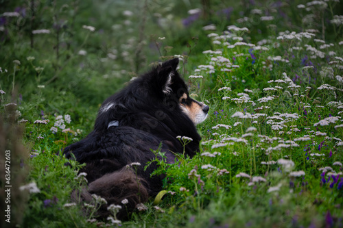 Resting in the meadow