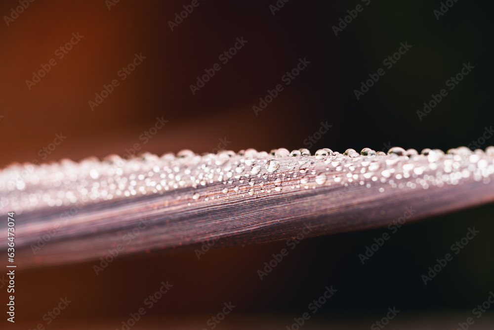 Naklejka premium Beaded Rain Drops