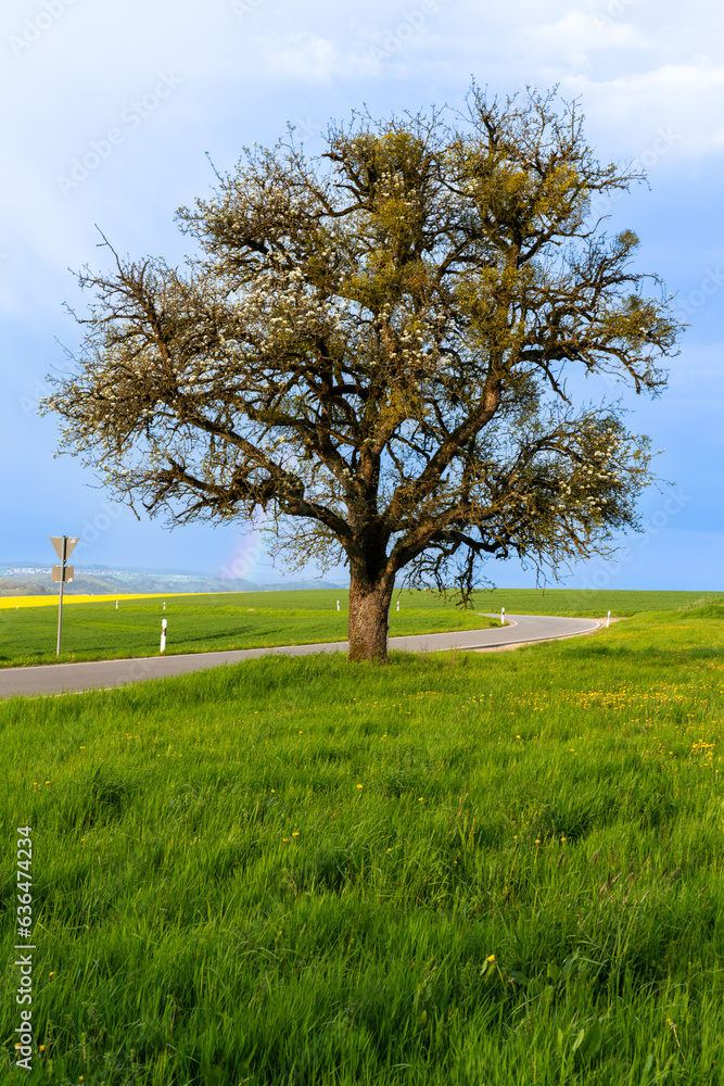 Obraz premium tree on a meadow
