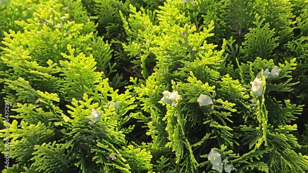 Bright green branches of Thuja tree with cones, close up Bright green branches of Thuja tree with cones, close up