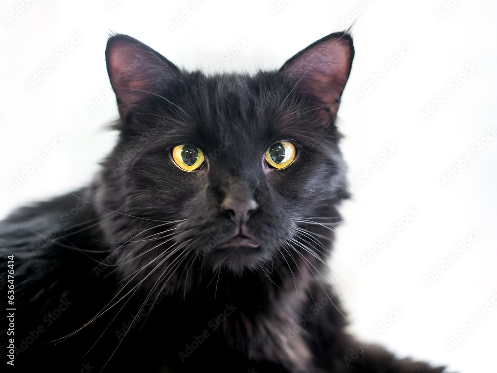 A fluffy black cat that is slightly cross-eyed