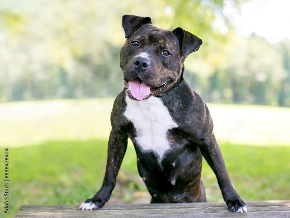 A happy Staffordshire Bull Terrier mixed breed dog