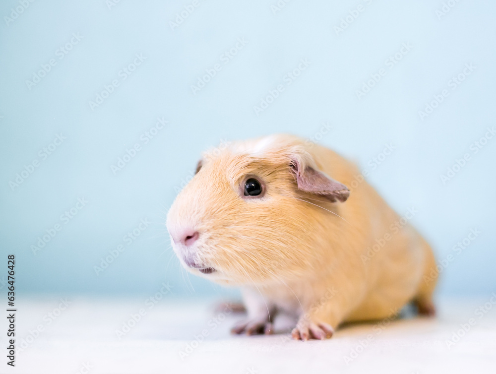A pet American Guinea Pig A pet American Guinea Pig