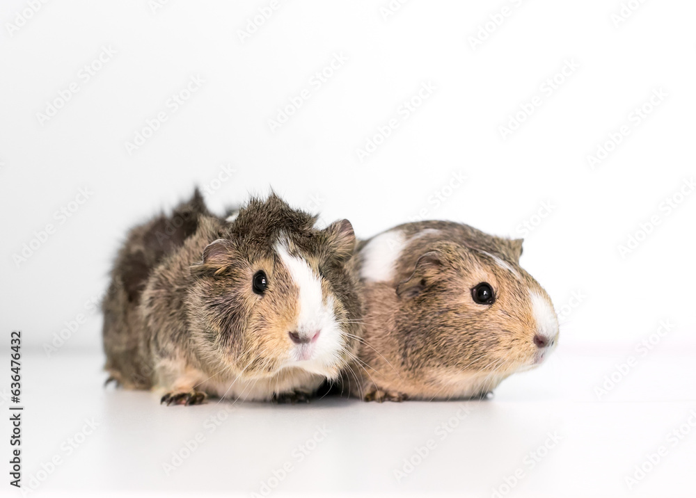 A pair of pet Guinea Pigs A pair of pet Guinea Pigs