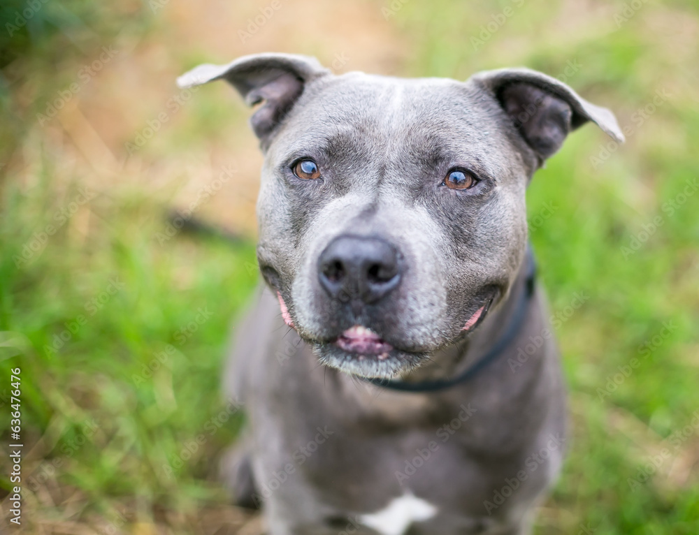 A gray Pit Bull Terrier mixed breed dog with a grin on its face