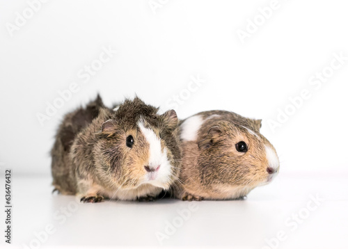 A pair of pet Guinea Pigs