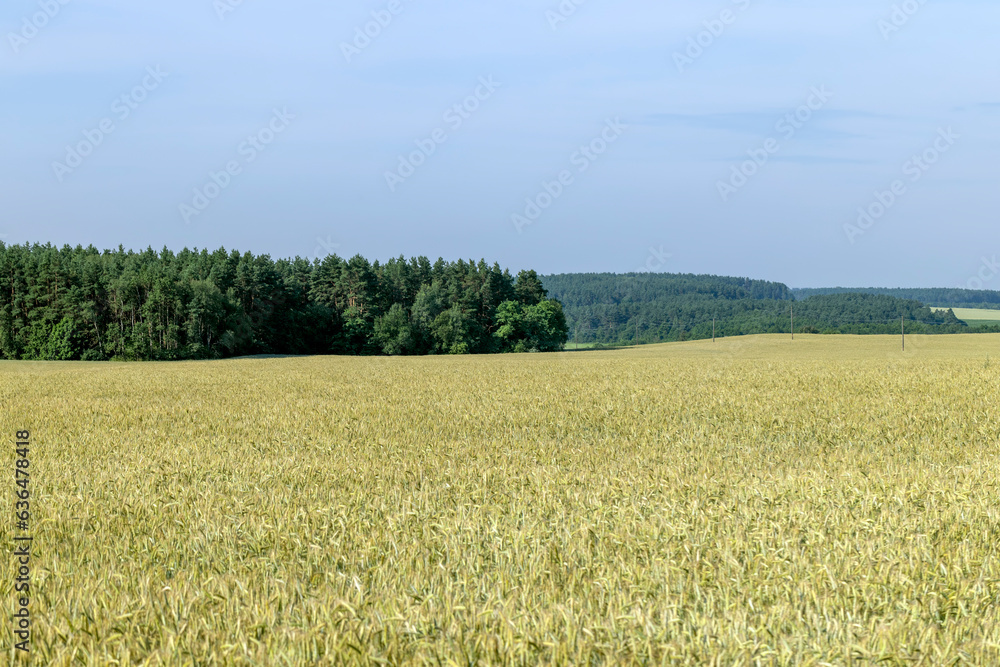 An agricultural field where ripening cereal wheat grows An agricultural field where ripening cereal wheat grows