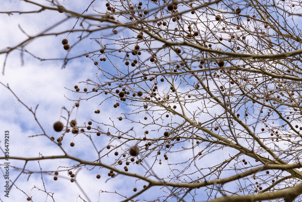 a tall sycamore tree with branches without foliage a tall sycamore tree with branches without foliage