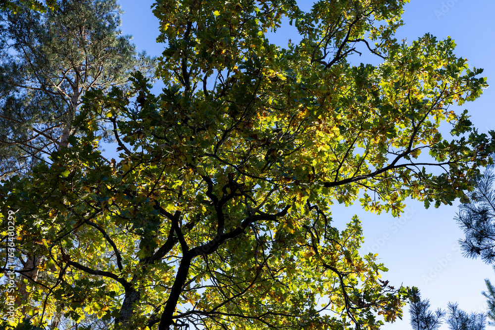 Oak tree in autumn leaf fall in sunny weather Oak tree in autumn leaf fall in sunny weather