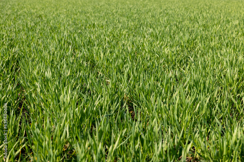 a new wheat crop in the spring season, new sprouts a new wheat crop in the spring season, new sprouts