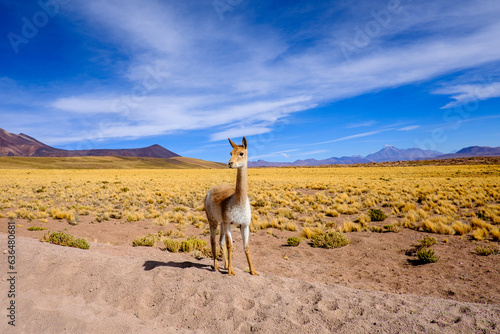 A graciosa vicunha, habitante da região do Atacama, simboliza a resiliência da fauna andina em um ecossistema desafiador e único. photo