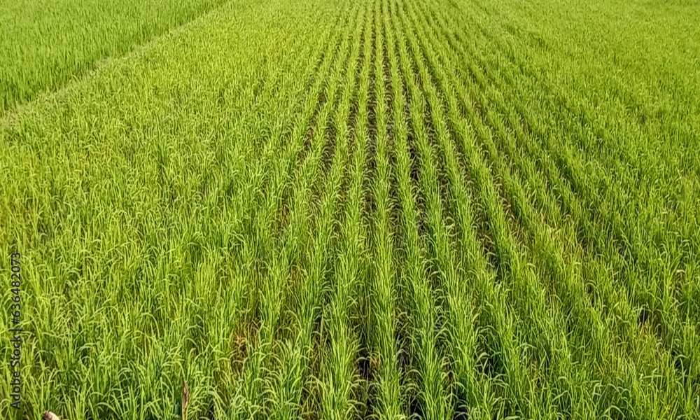 Beautiful green rice trees are planted in the rice fields as a staple food for people Beautiful green rice trees are planted in the rice fields as a staple food for people