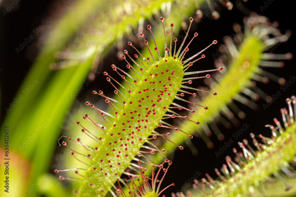 Carnivorous plant Drosera capensis, known as Cape sundew in selective focus. Carnivorous plant Drosera capensis, known as Cape sundew in selective focus.