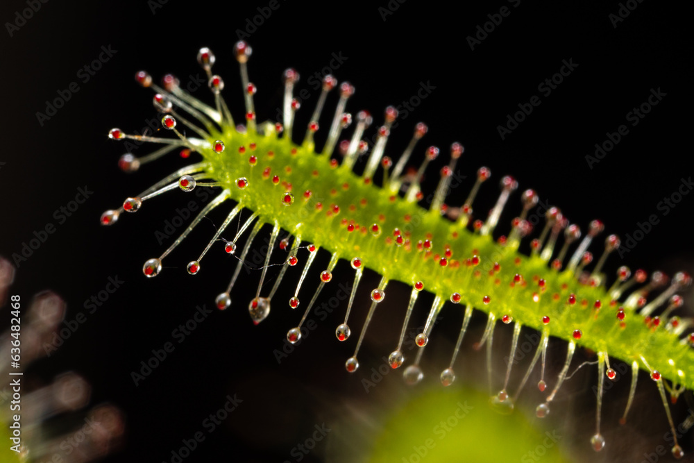 Naklejka premium Carnivorous plant Drosera capensis, known as Cape sundew in selective focus.