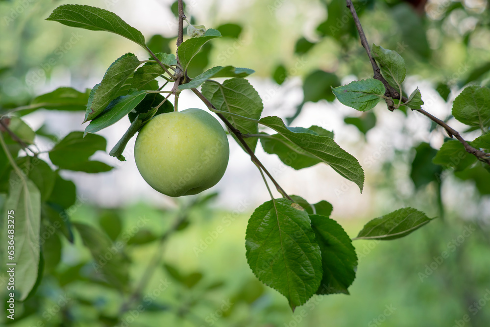 Fresh ripe green apples. summer fruit harvest