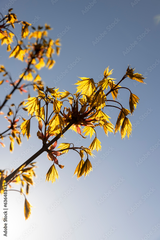 trees with orange and yellow foliage are illuminated by sunlight trees with orange and yellow foliage are illuminated by sunlight