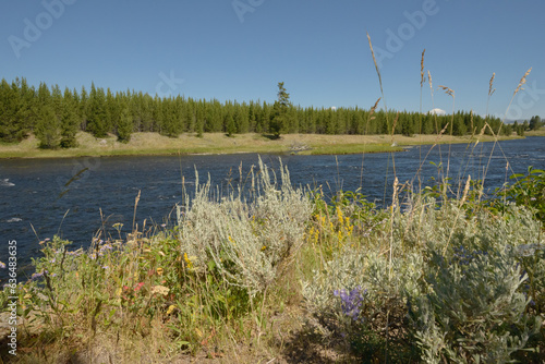 The Banks Of The Madison River In Yellowstone National Park. 