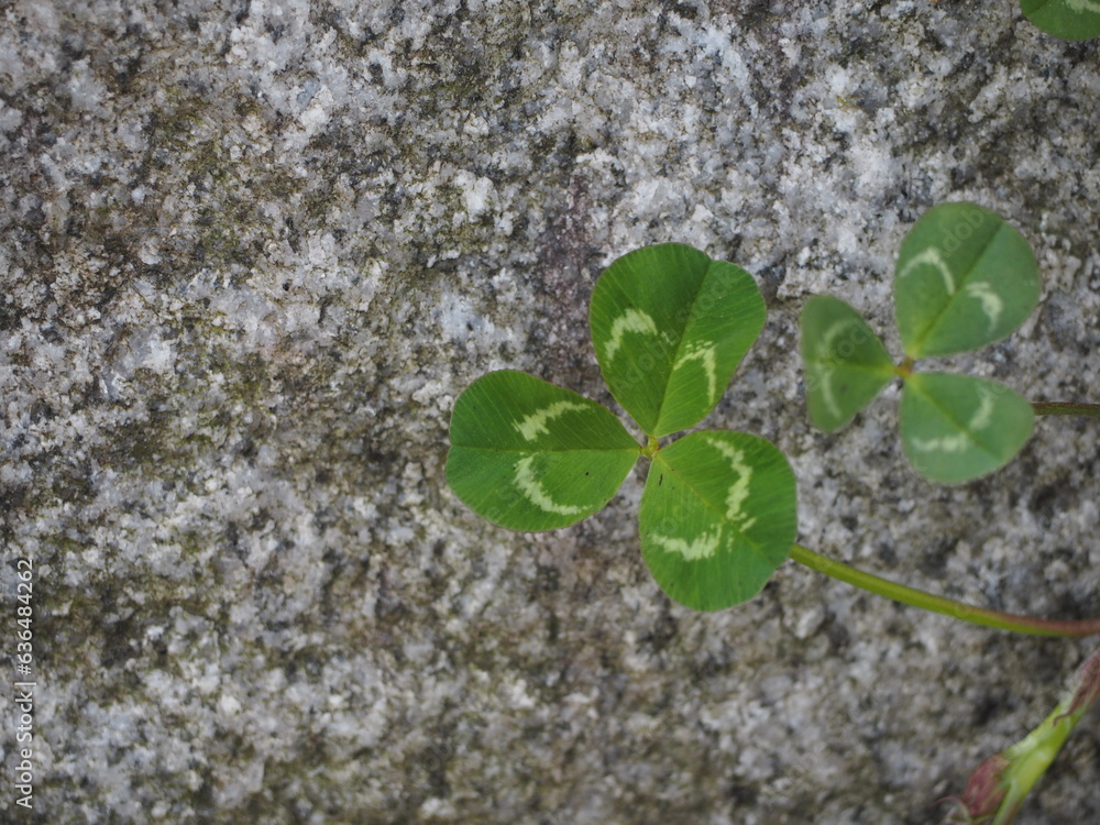 Naklejka premium クローバー 葉っぱ