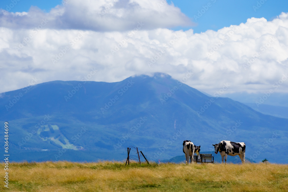 Obraz premium 高原牧場