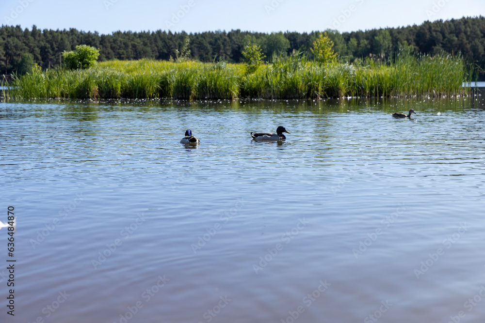 ducks living on the lake which are fed by residents of the nearest town ducks living on the lake which are fed by residents of the nearest town