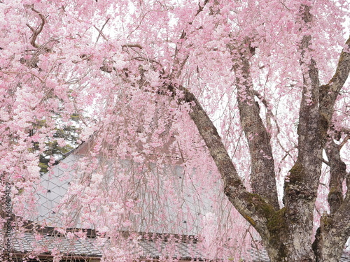 日本の田舎で満開の桜