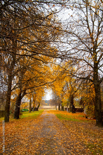 Fototapeta Naklejka Na Ścianę i Meble -  Autumn road in the countryside covered with leaves. Vertical frame. High quality photo