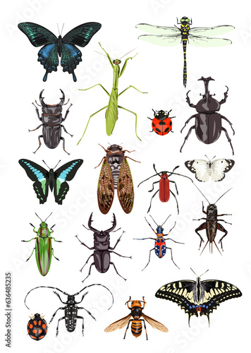 昆虫の真上イラスト画
