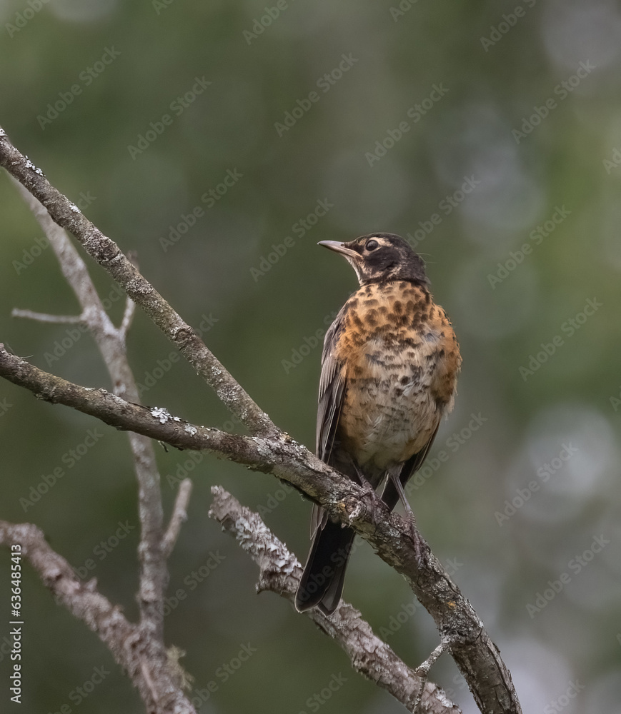 Fototapeta premium A fledgling American Robin on a dead tree branch with green forest background in late summer in Ontario