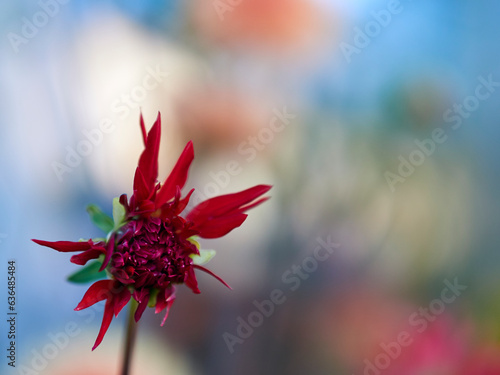 red flower