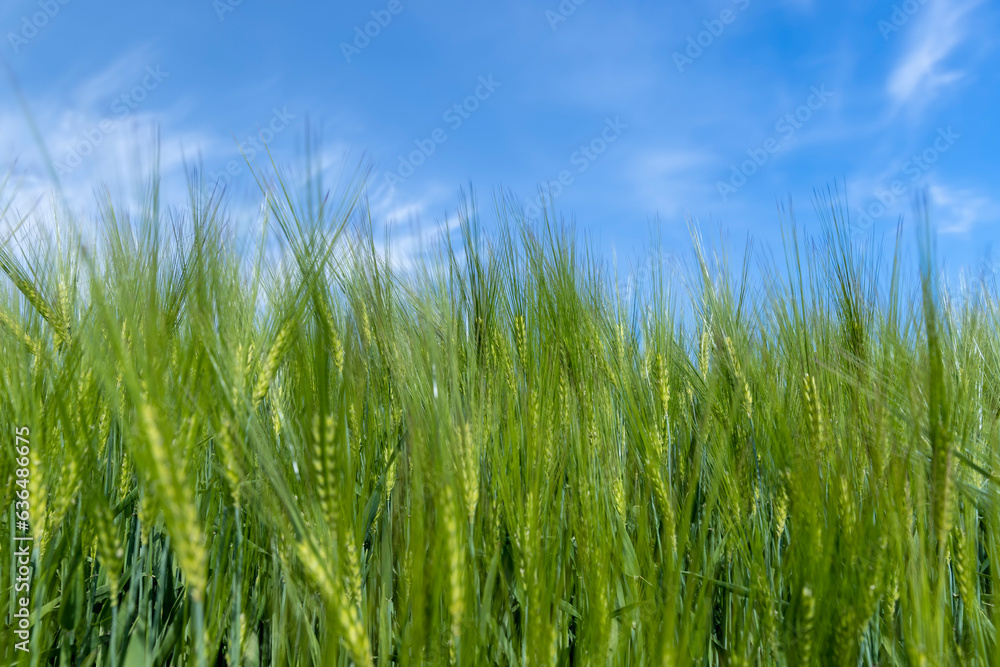 agricultural field with green cereals in summer agricultural field with green cereals in summer