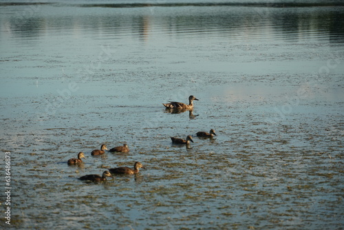 ducks and goose in swarm and lake