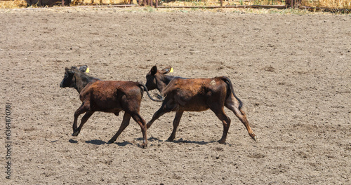 2 calfs are running together across a rodeo arena. The calfs are dark brown. The dirt is lighter brown.