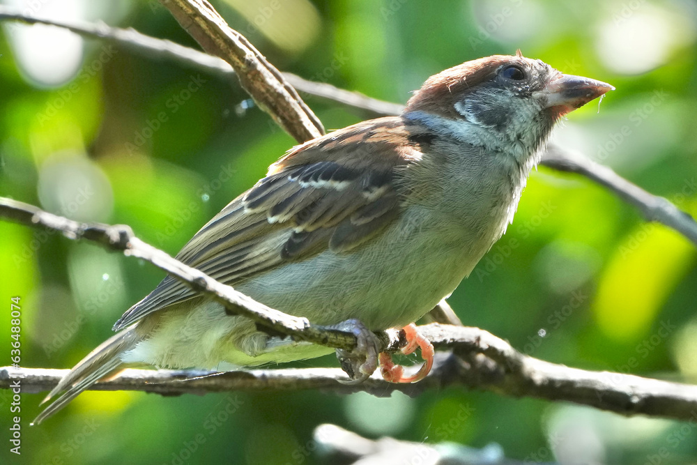 eurasian tree sparrow on a branch eurasian tree sparrow on a branch