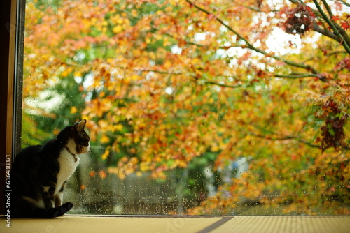 日本庭園の紅葉を眺めるキジ猫