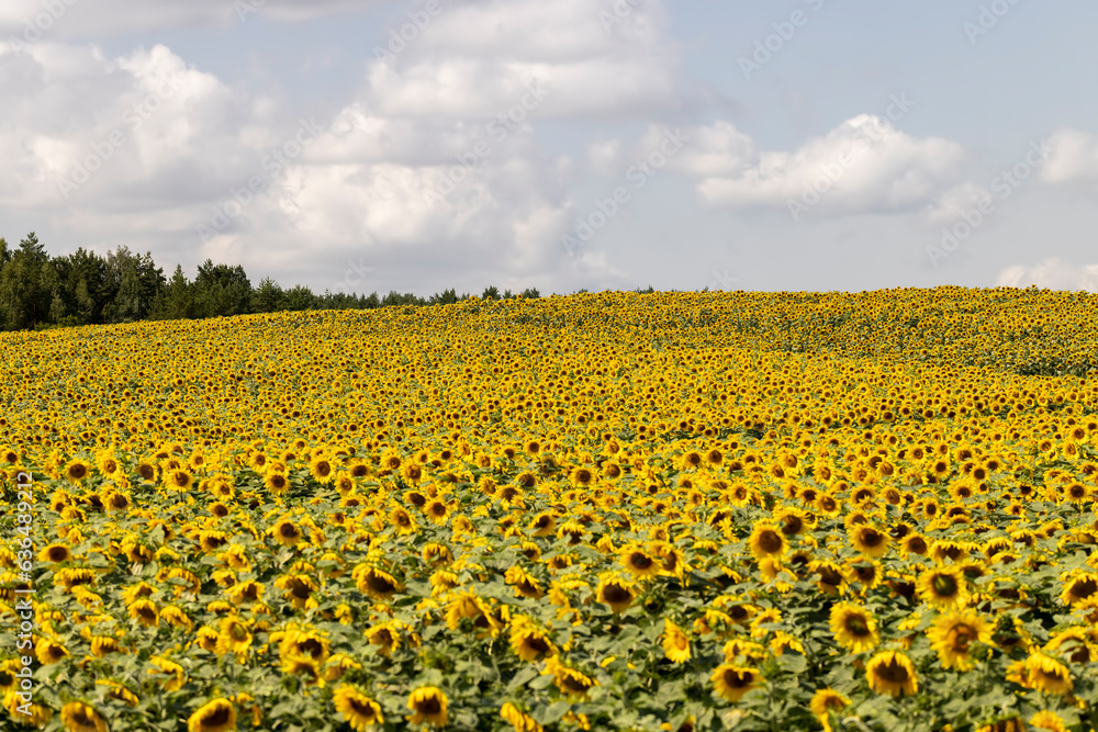 agricultural field with sunflowers in the summer