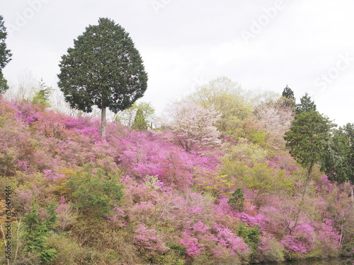 山の斜面に咲いているつつじの花