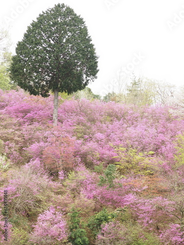 山の斜面に咲いているつつじの花