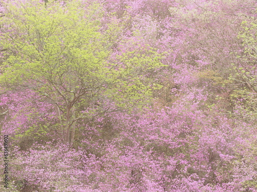 つつじの花と新緑の葉