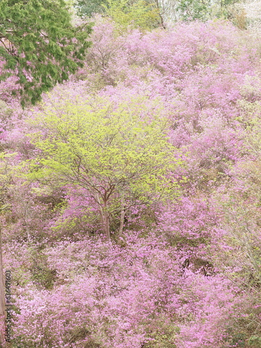 つつじの花と新緑の葉