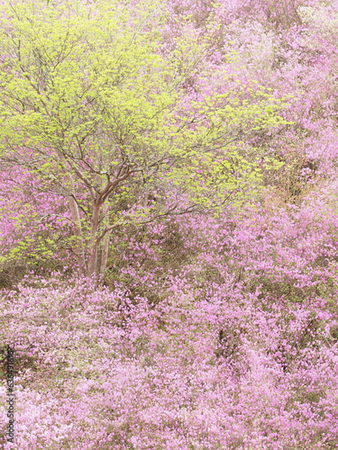 つつじの花と新緑の葉