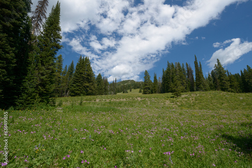Hillside Meadow In Yellowstone National Park. July 2023.